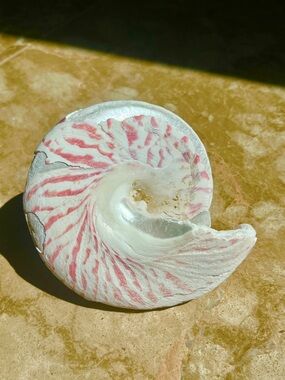 Indo Pacific Nerite Shell 4.75 inches